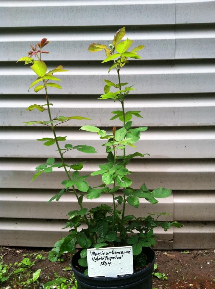  photo MonsieurBoncenneJune13_zps42dba49d.jpg